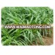 Green Export-oriented Perennial Hybrid Pennisetum Grass Seeds